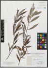 Foto von Salix alba L.